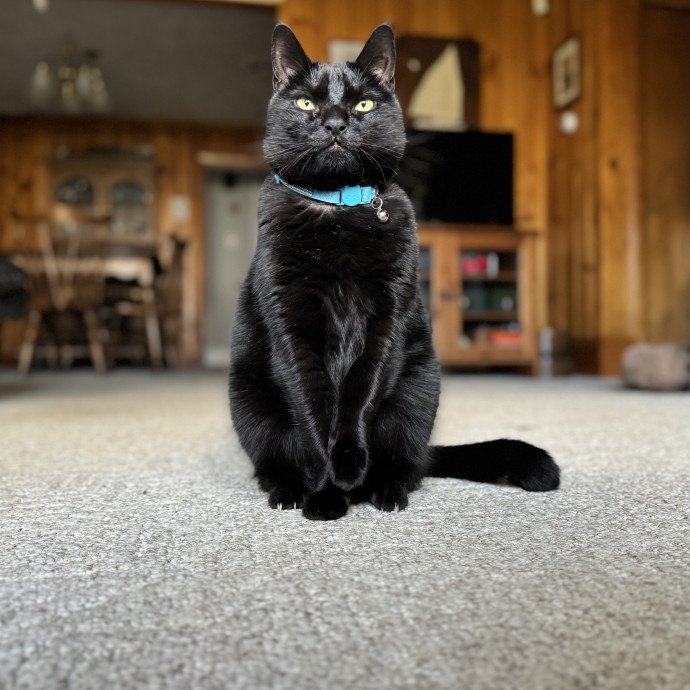 Experienced Responsible Cat Sitter