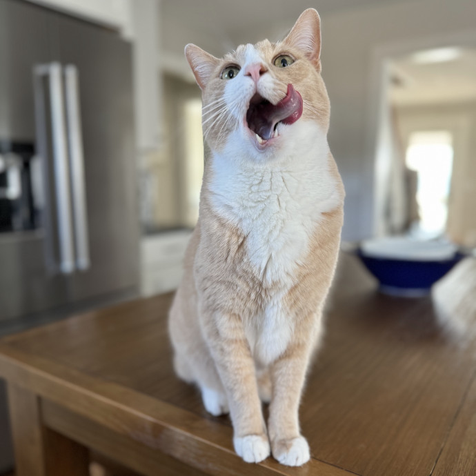 Experienced Responsible Cat Sitter