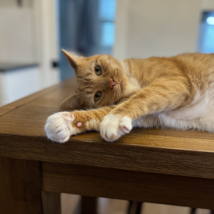 Experienced Responsible Cat Sitter