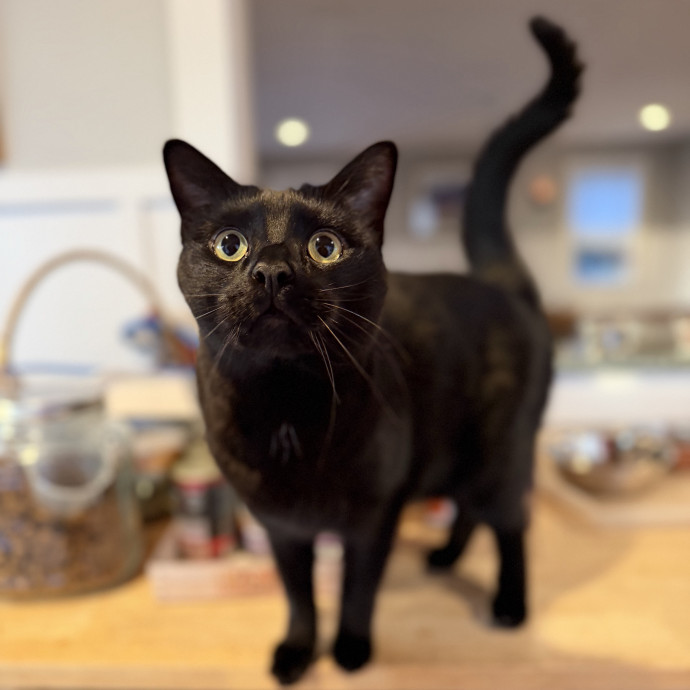 Experienced Responsible Cat Sitter