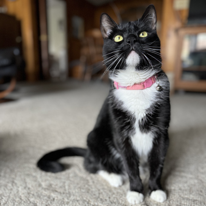 Experienced Responsible Cat Sitter