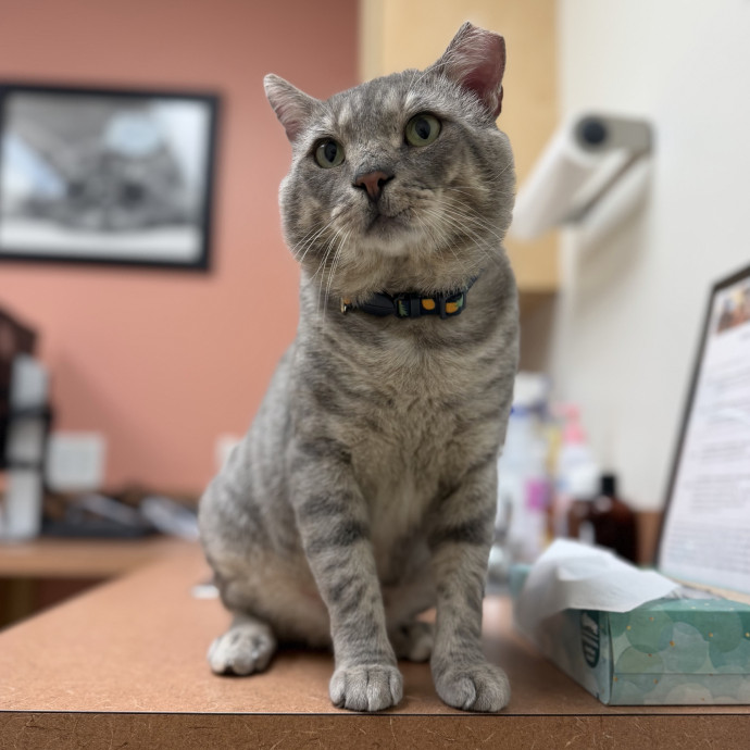 Experienced Responsible Cat Sitter