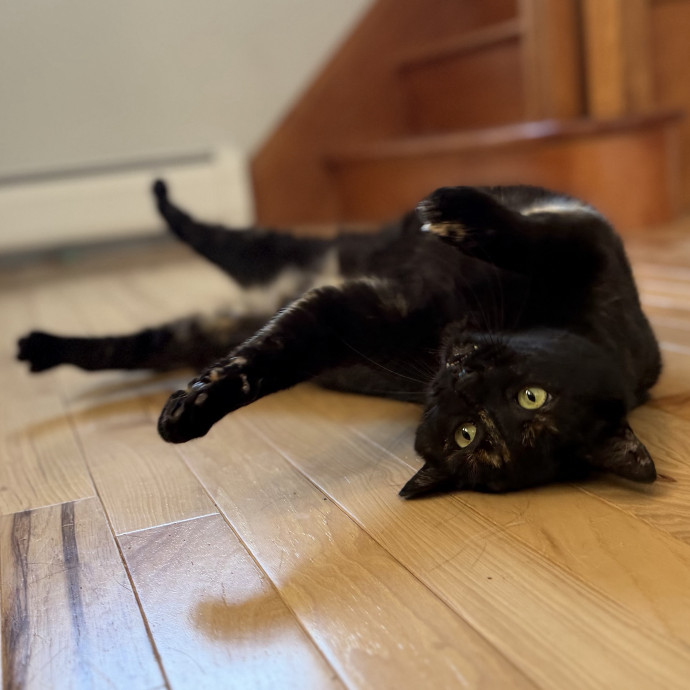Experienced Responsible Cat Sitter