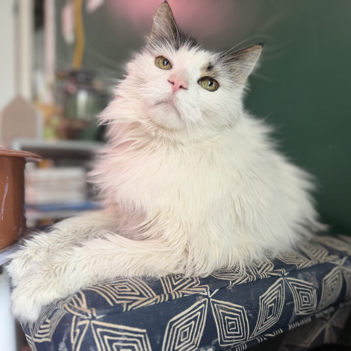 Experienced Responsible Cat Sitter