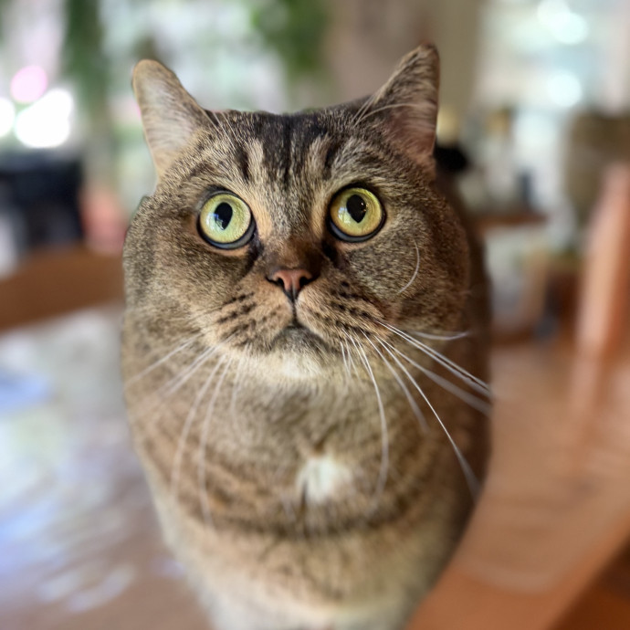 Experienced Responsible Cat Sitter photo 3