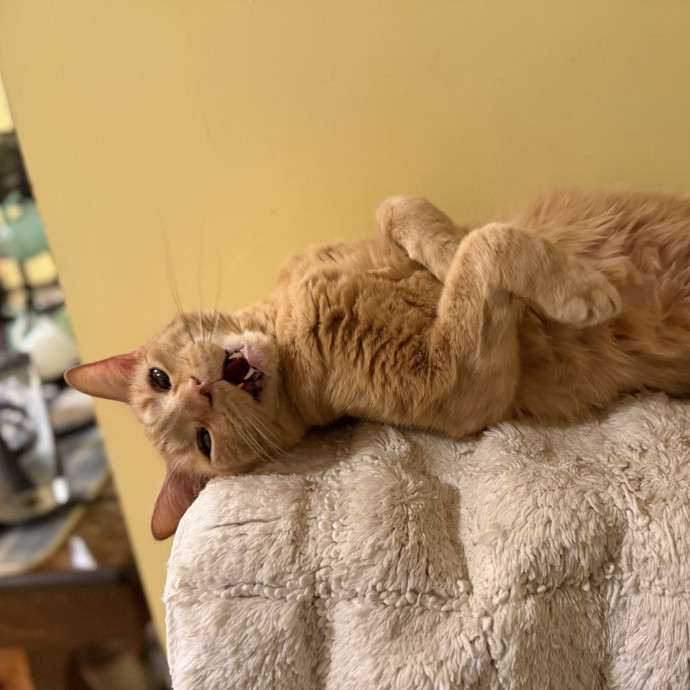 Experienced Responsible Cat Sitter photo 2