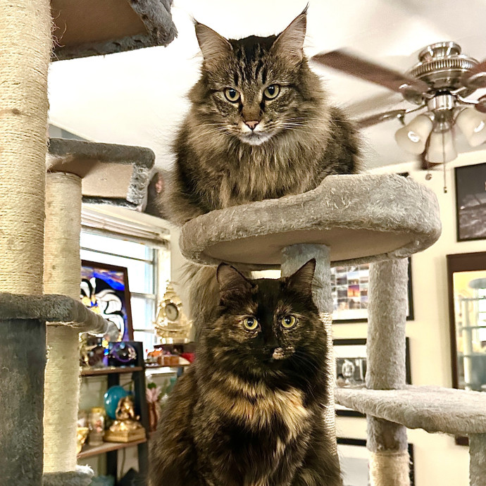 Mauren Sparrow - Cat Lady For Life