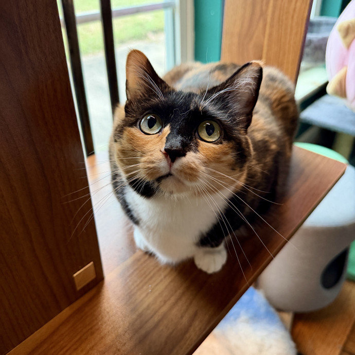 Mauren Sparrow - Cat Lady For Life photo 3