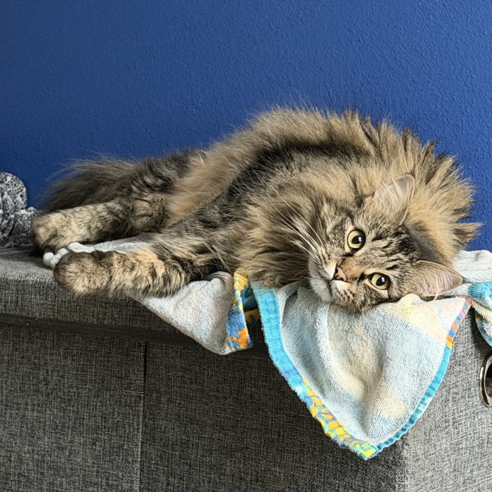 Mauren Sparrow - Cat Lady For Life photo 2