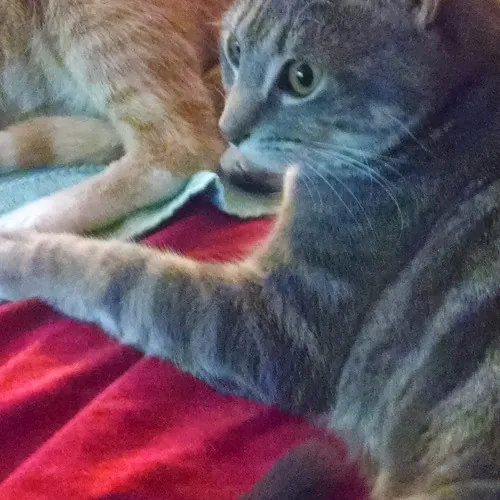 Madeline's Cat Care Extraordinaire