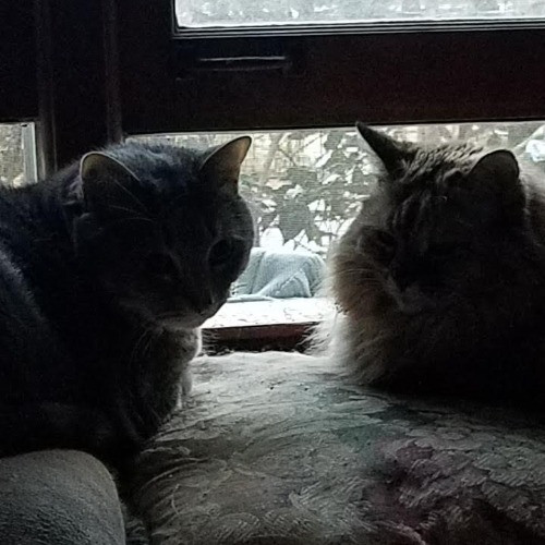 Madeline's Cat Care Extraordinaire
