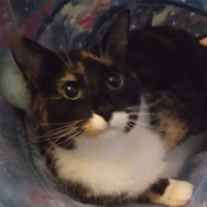 Madeline's Cat Care Extraordinaire