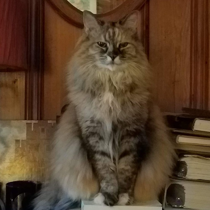 Madeline's Cat Care Extraordinaire photo 3
