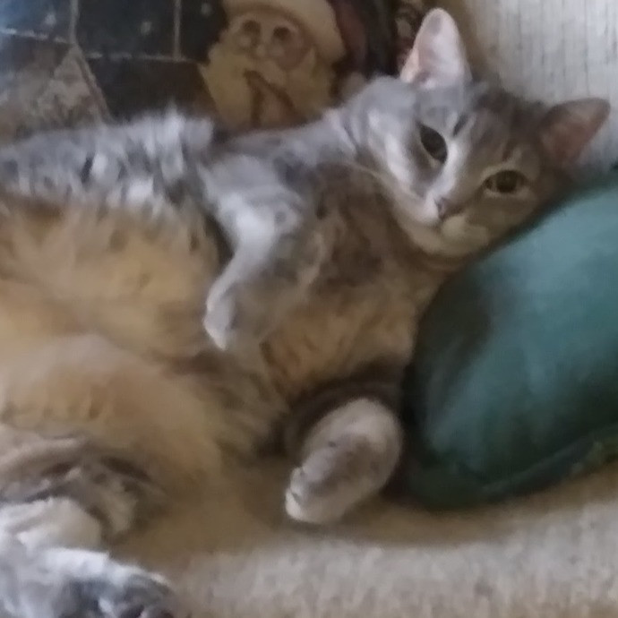 Madeline's Cat Care Extraordinaire photo 2
