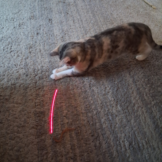 Madeline's Cat Care Extraordinaire photo 2