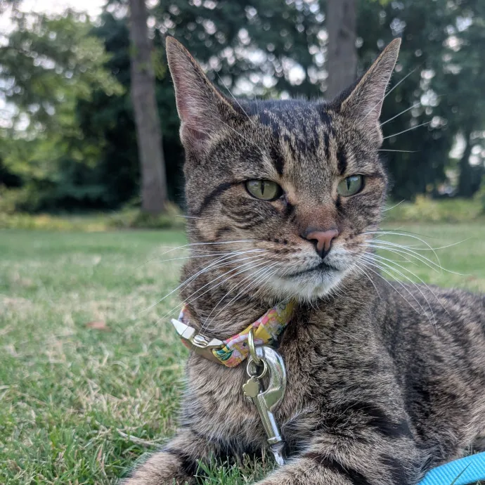 Cats Love Me And I Love All Of Them