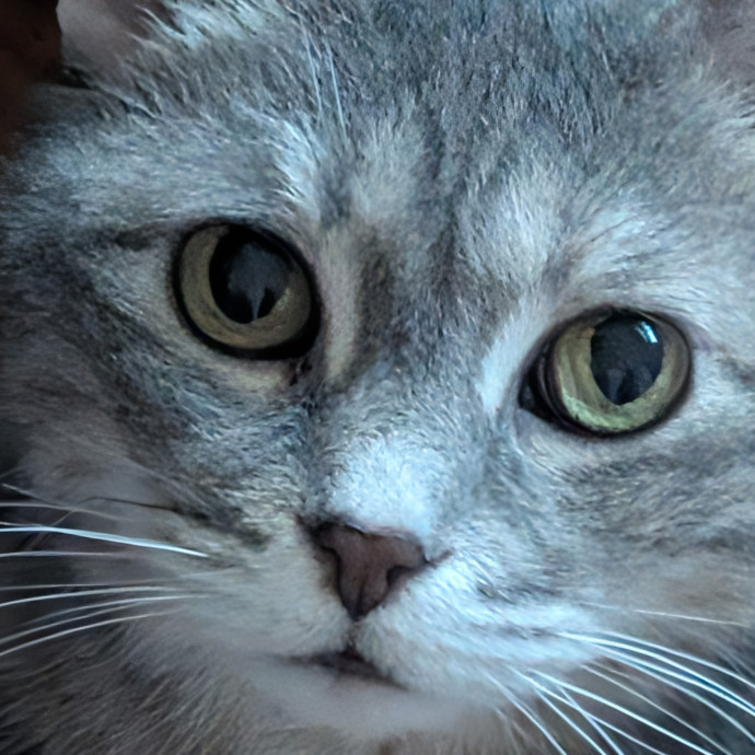 The Compassionate Cat Lady
