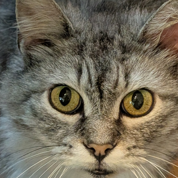 The Compassionate Cat Lady
