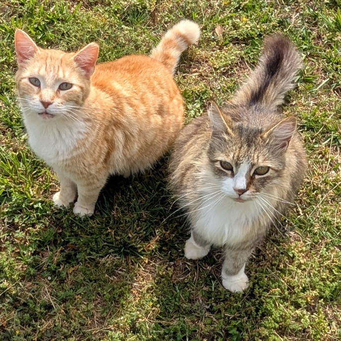 The Compassionate Cat Lady photo 3