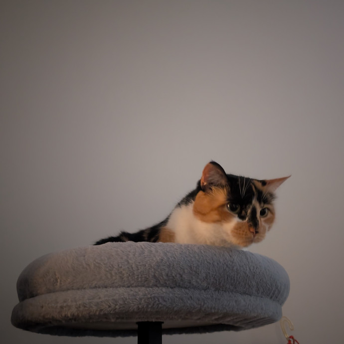 Highly Experienced Cat Carer