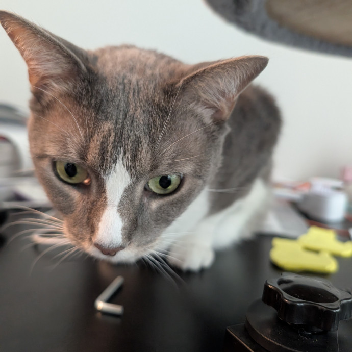 Highly Experienced Cat Carer