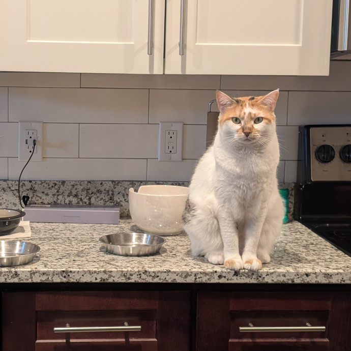 Highly Experienced Cat Carer photo 3