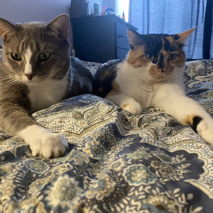 Highly Experienced Cat Carer photo 2