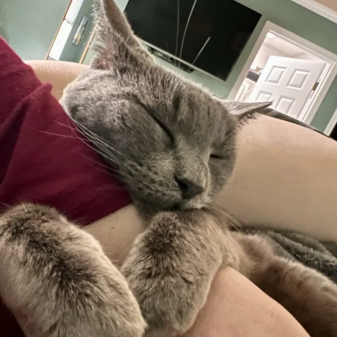 Experienced Kitty Foster Mama