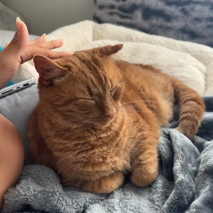 Tenacious Student And Cat Enthusiast