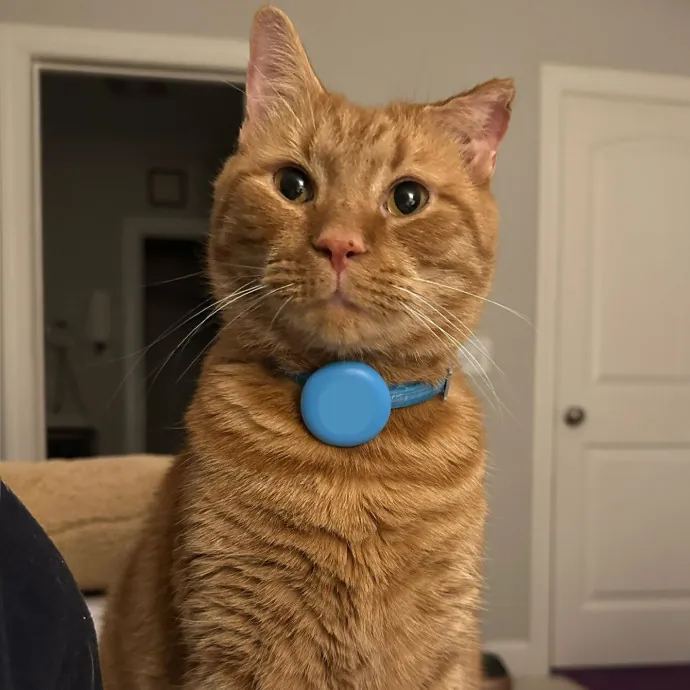 Tenacious Student And Cat Enthusiast