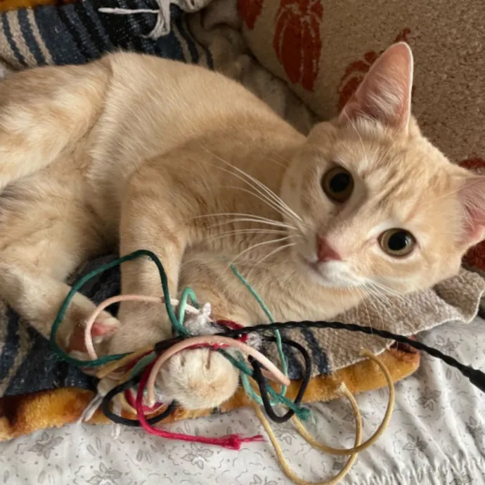 Ellie's  Kind Kitty Care photo 2