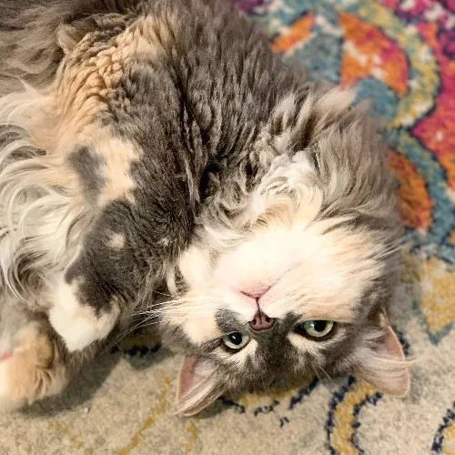 Communicative  Reliable Caretaker