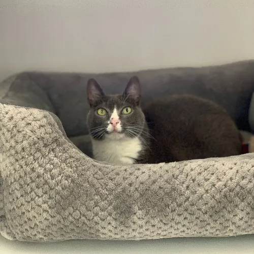 Communicative  Reliable Caretaker