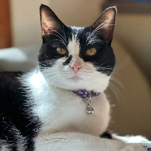 Communicative  Reliable Caretaker