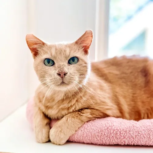 Communicative  Reliable Caretaker