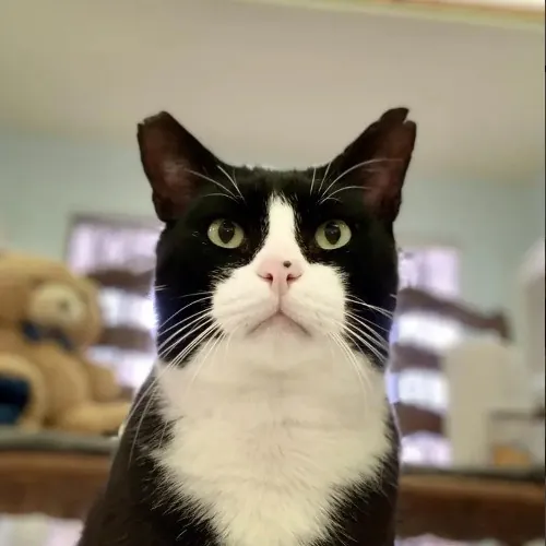 Communicative  Reliable Caretaker