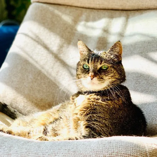 Communicative  Reliable Caretaker