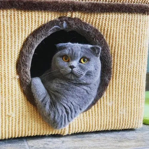 Communicative  Reliable Caretaker