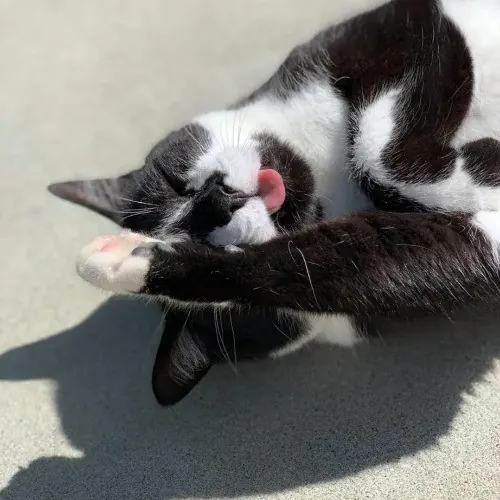 Communicative  Reliable Caretaker