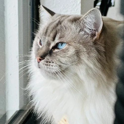 Communicative  Reliable Caretaker