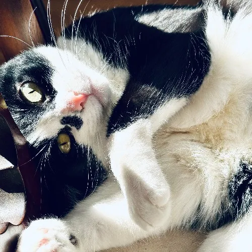 Communicative  Reliable Caretaker