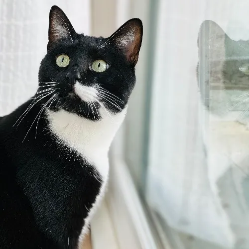 Communicative  Reliable Caretaker