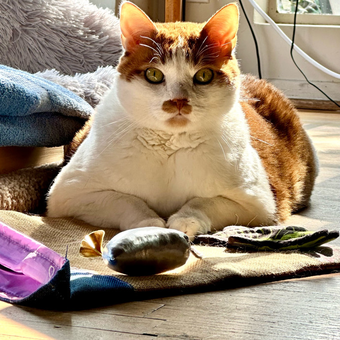 Communicative  Reliable Caretaker photo 3
