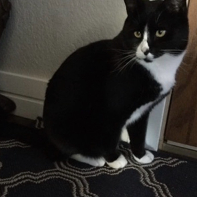 Energetic Cat Sitter Gabe Fisher photo 3
