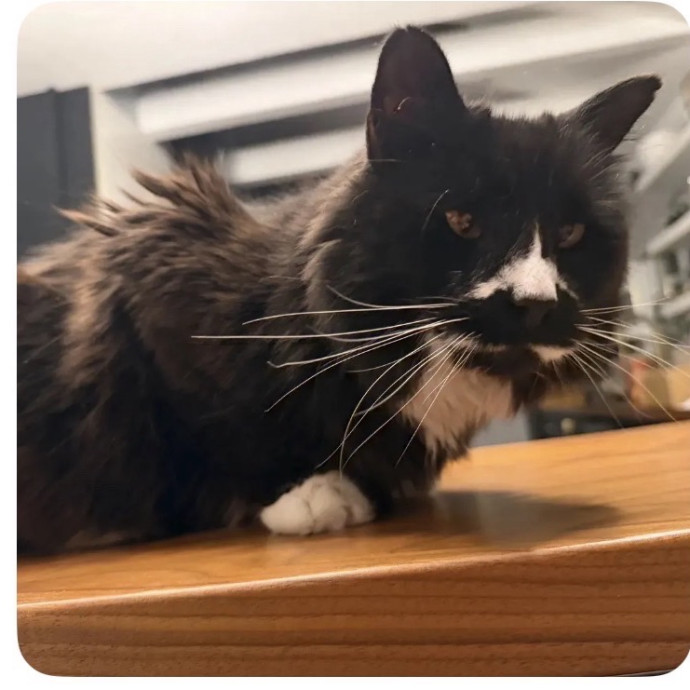 Energetic Cat Sitter Gabe Fisher photo 2