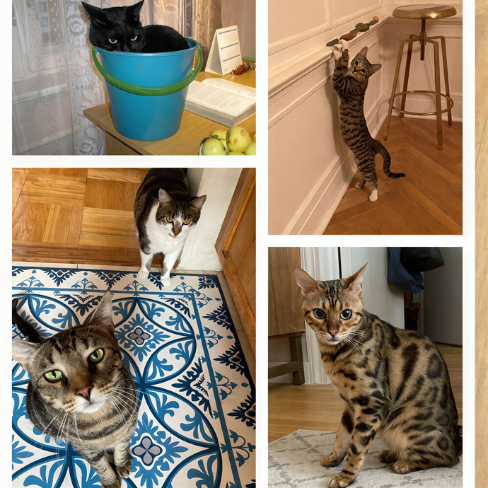 Experienced And Fun Cat Sitter photo 2