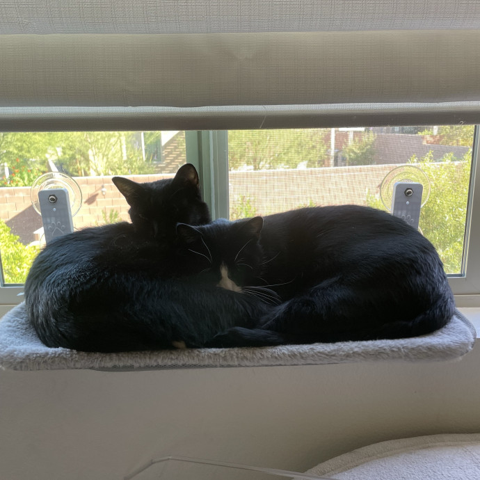 Calm Caring And Cat Tuned In photo 2