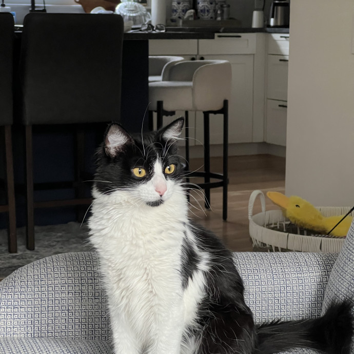 Compassionate Reliable Cat Care