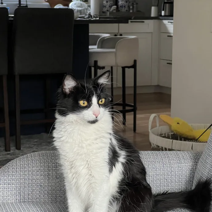Compassionate Reliable Cat Care