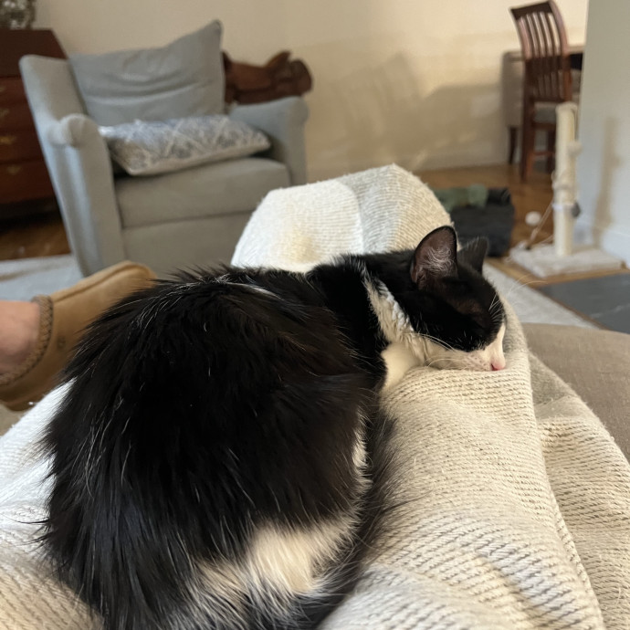 Compassionate Reliable Cat Care